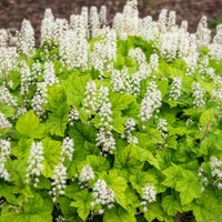 Schuimbloem / Perzische muts - Tiarella cordifolia - Bakker