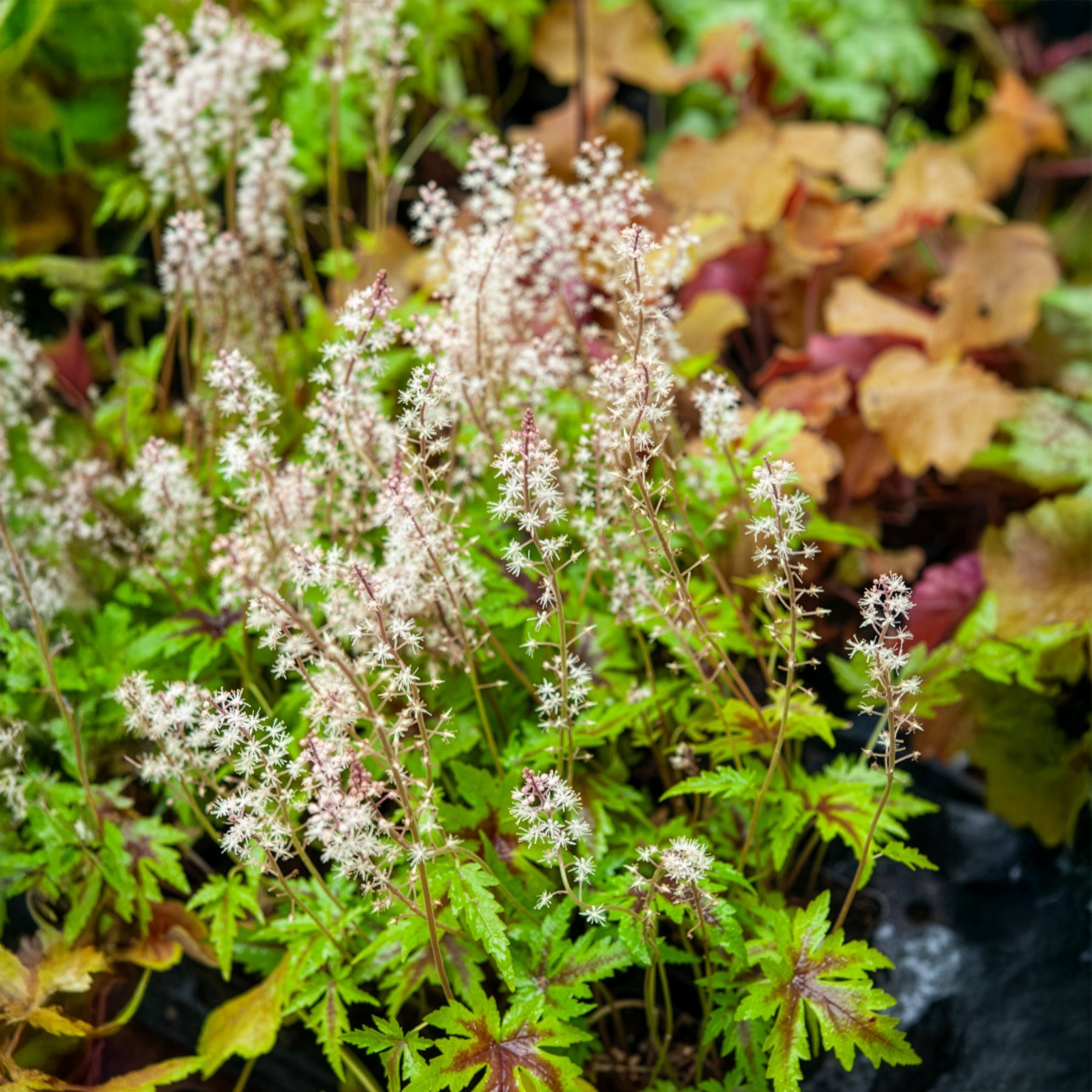 Perzische muts Sugar and Spice - Tiarella Sugar and Spice - Bakker