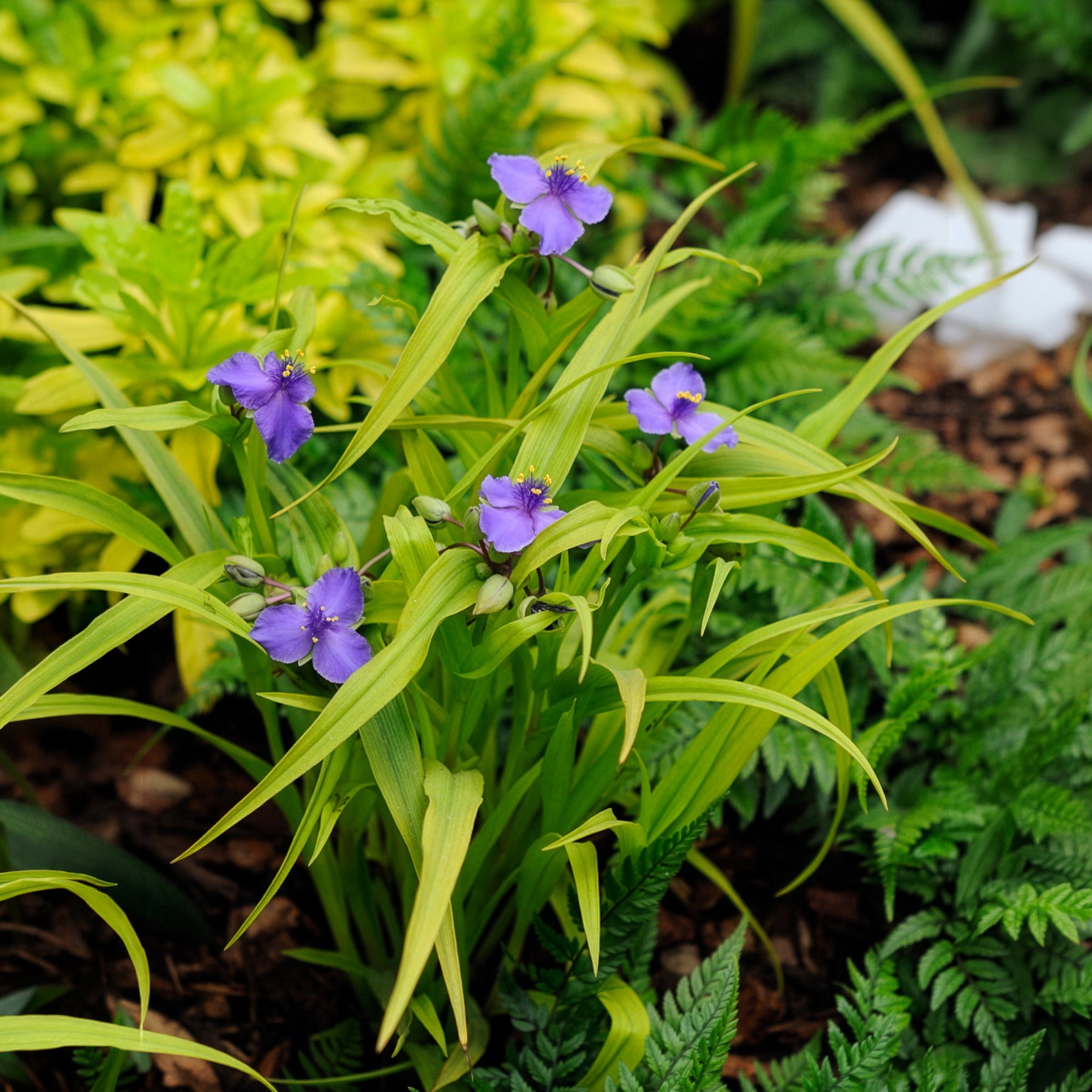 Vaderplant 'Sweet Kate' - Tradescantia ( andersoniana group ) sweet kate - Bakker