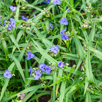 Vaste planten - Vaderplant 'Sweet Kate' - Tradescantia ( andersoniana group ) sweet kate