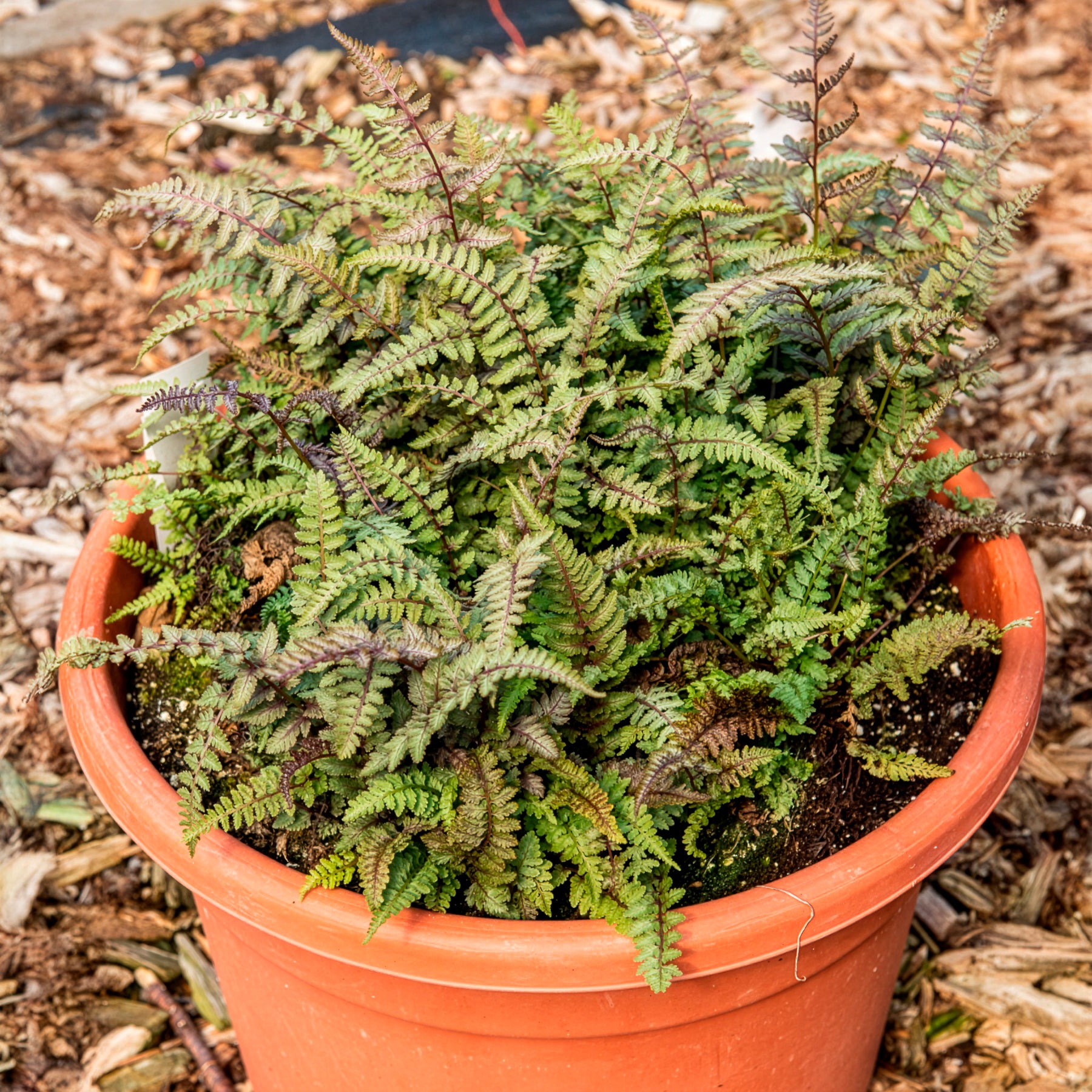 Wijfjesvaren Burgundy Lace - Bakker