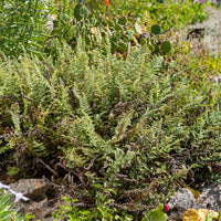 Harige lipvaren - Cheilanthes lanosa - Bakker