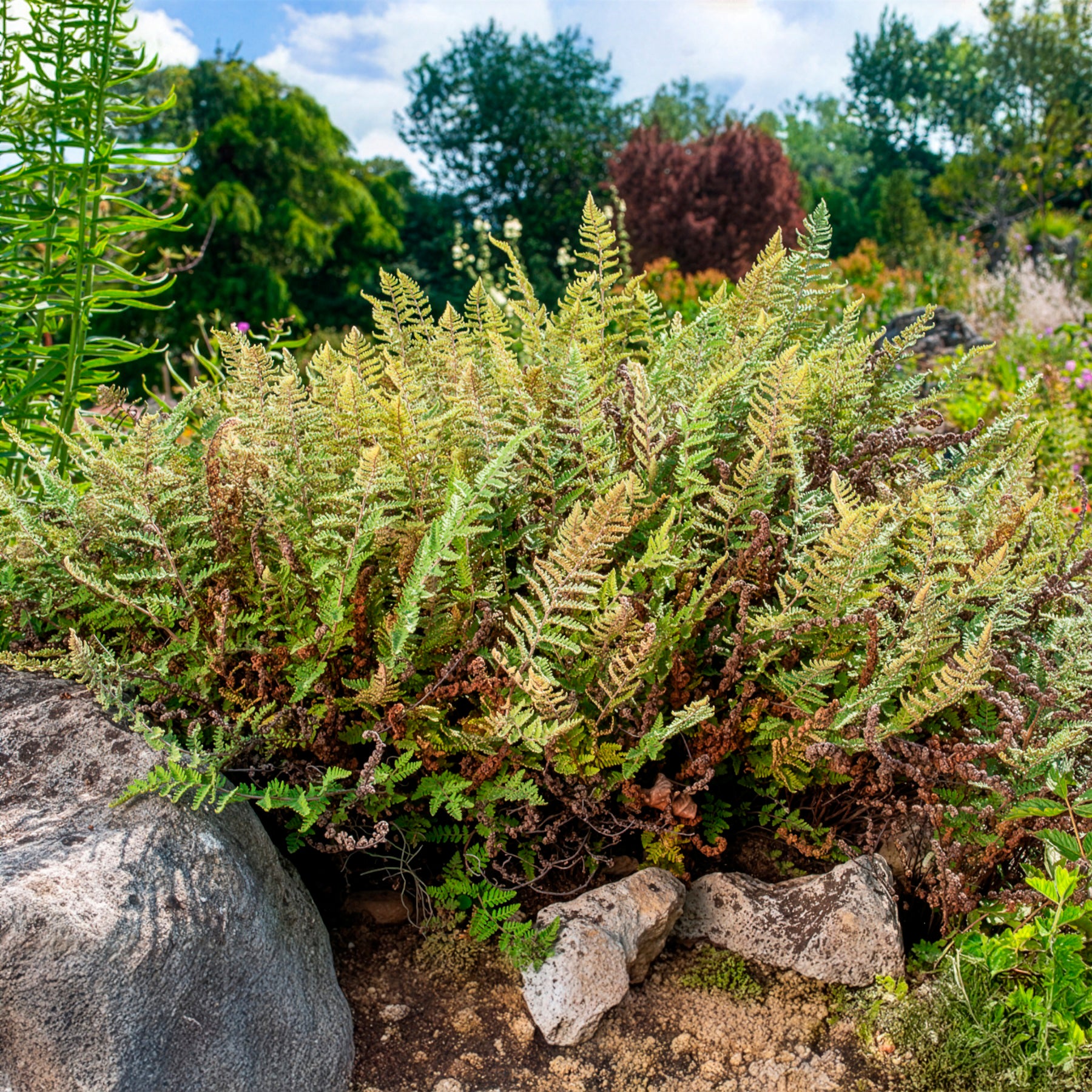 Cheilanthes lanosa - Harige lipvaren - Vaste planten