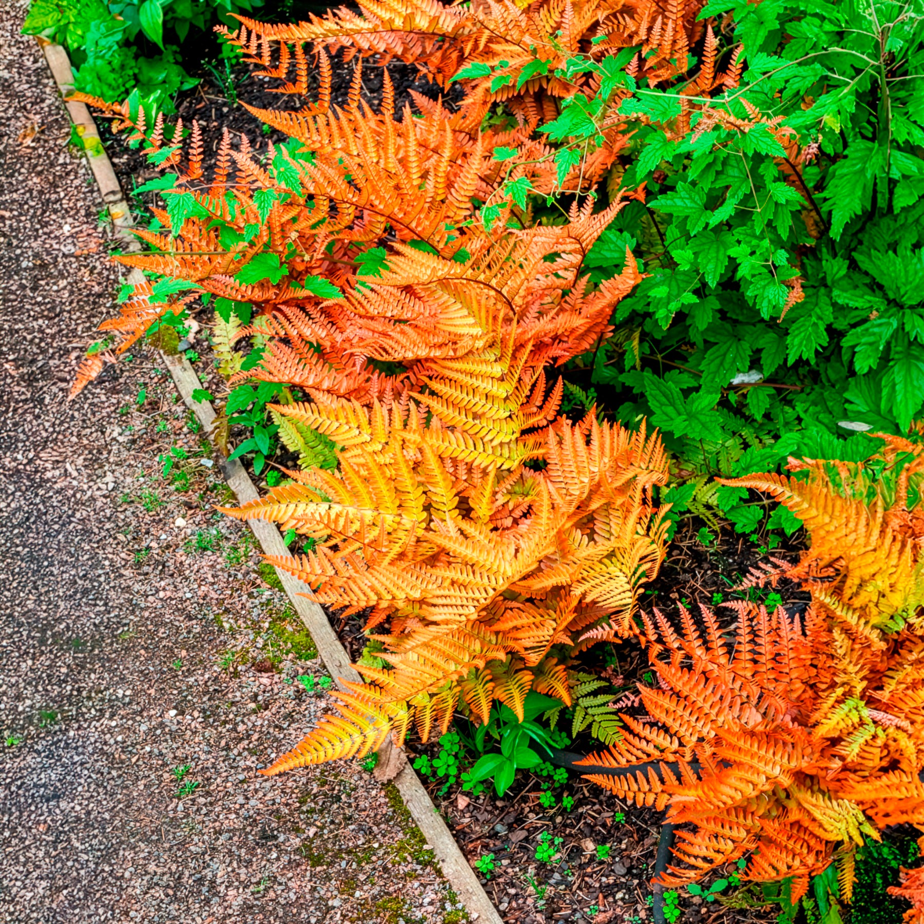 Varens - Roze Niervaren - Dryopteris erythrosora