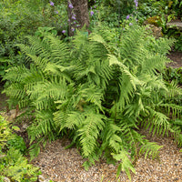 Mannetjesvaren - Dryopteris filix-mas - Bakker