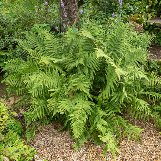 Mannetjesvaren - Bakker