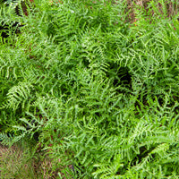 Niervaren Linearis Polydactyla - Bakker