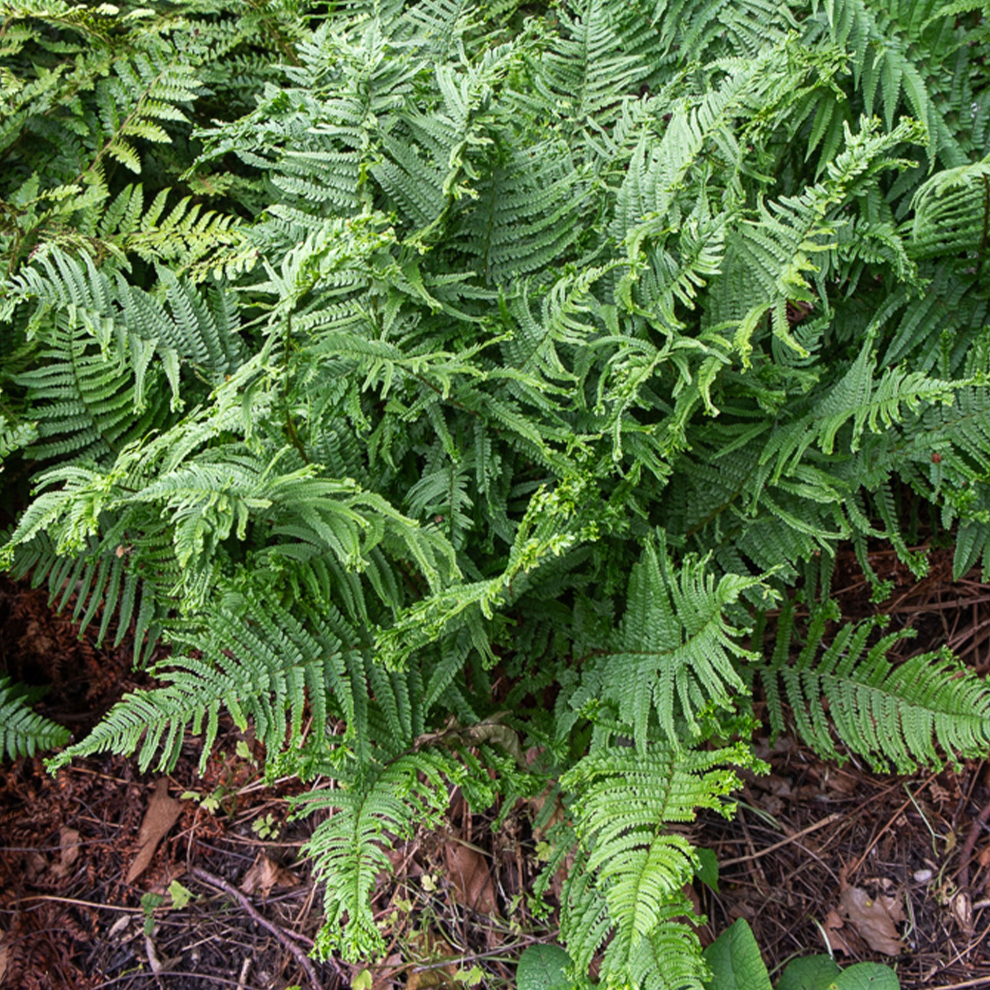Mannetjesvaren 'Cristata' - Bakker
