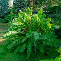 Verkoop Koningsvaren