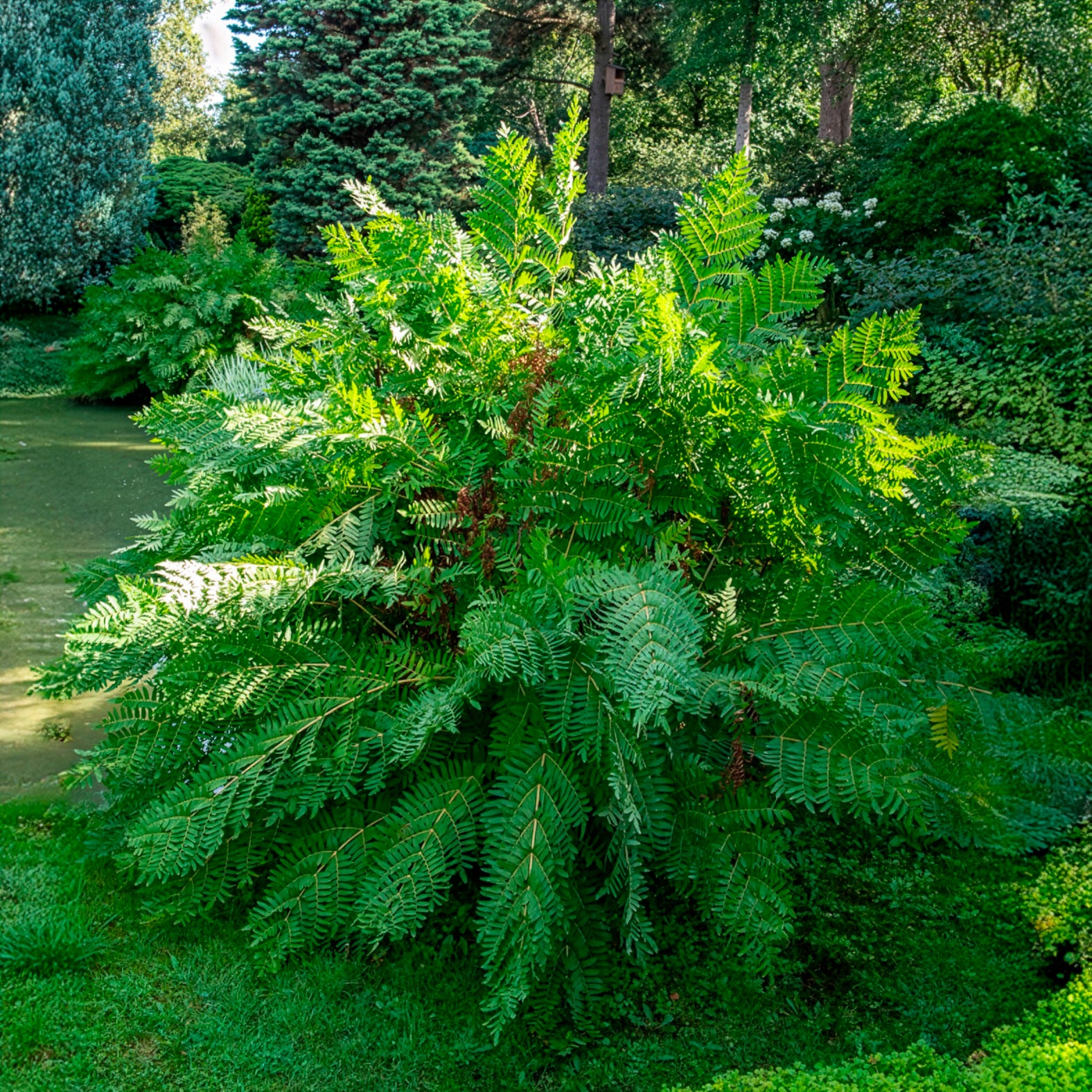 Verkoop Koningsvaren