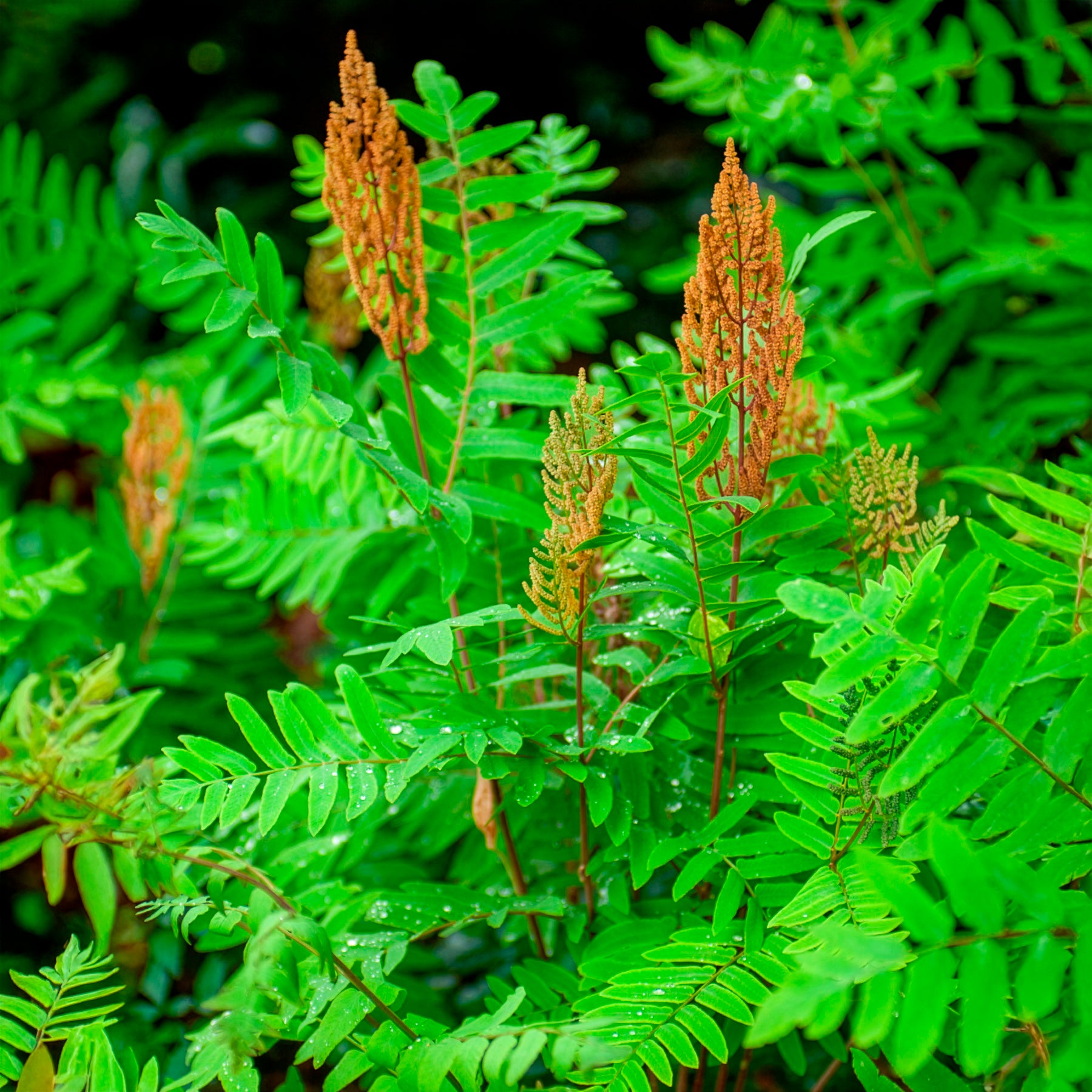 Osmunda regalis - Koningsvaren - Varens