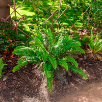 Vaste planten - Zwaardvaren - Polystichum munitum