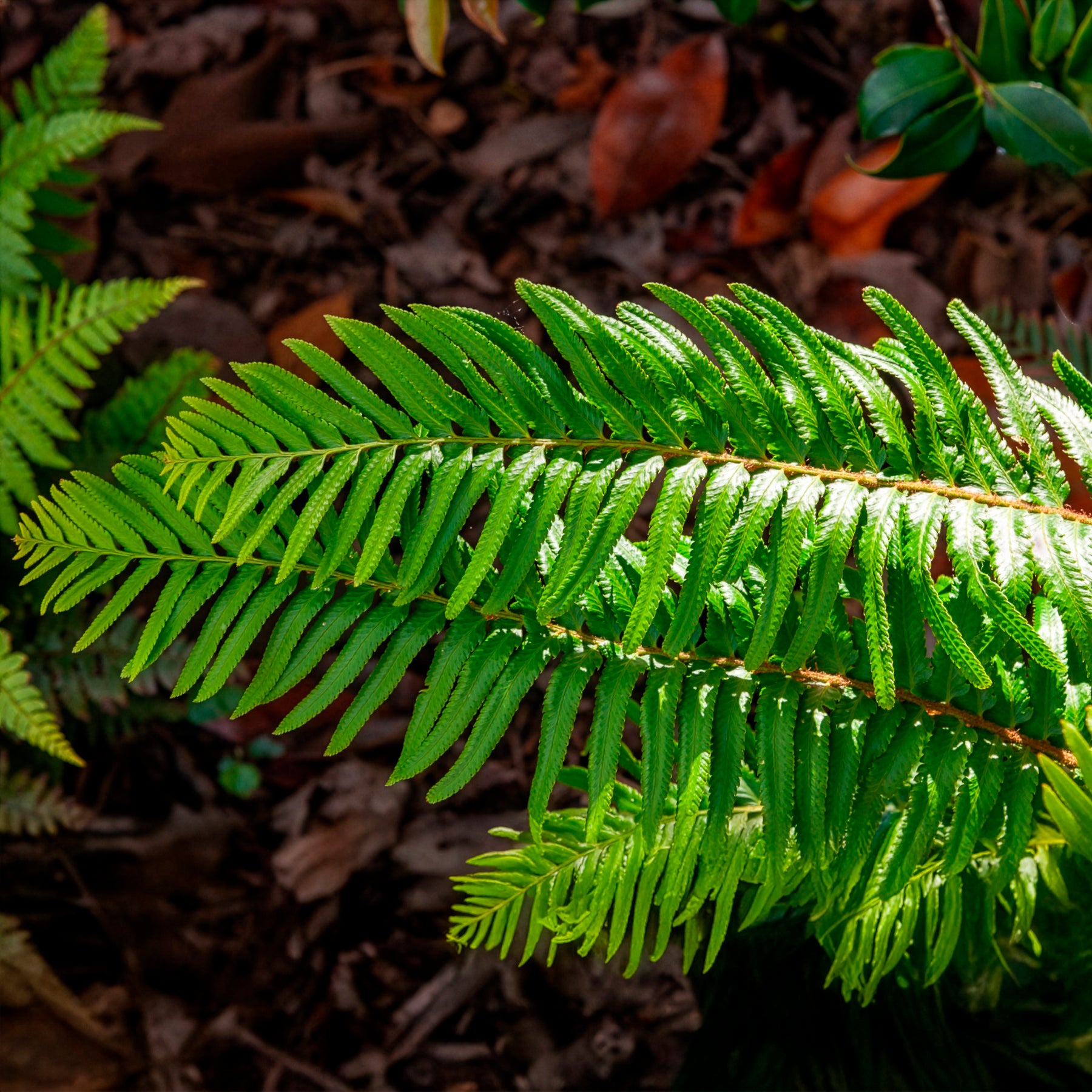 Verkoop Zwaardvaren - Polystichum munitum