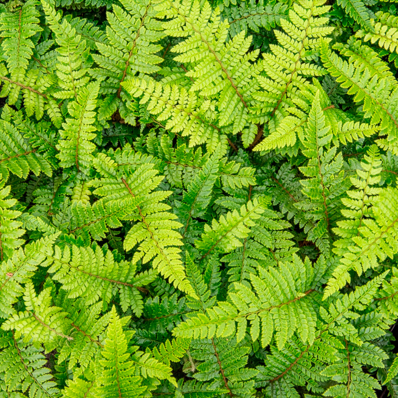 Varens - Glansschildvaren - Polystichum polyblepharum