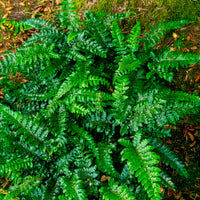 Verkoop Glansschildvaren - Polystichum polyblepharum