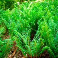 Schildvaren Dahlem - Polystichum setiferum Dahlem - Bakker
