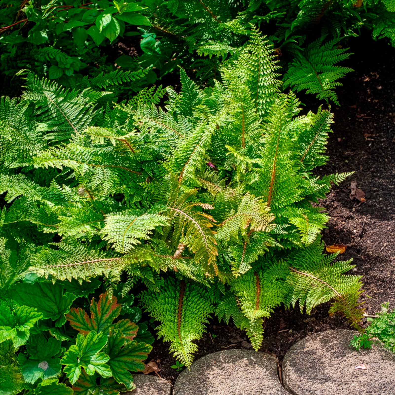 Verkoop Schildvaren Plumosum - Polystichum setiferum plumoso-densum