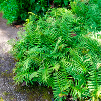 Polypodium vulgare - Eikvaren - Varens