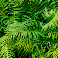 Eikvaren - Polypodium vulgare - Bakker