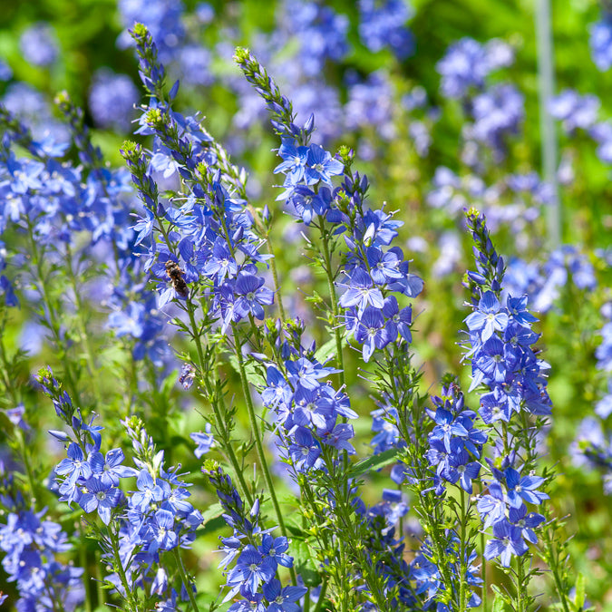 Veronica austriaca Royal Blue - Brede ereprijs Royal Blue - Veronica