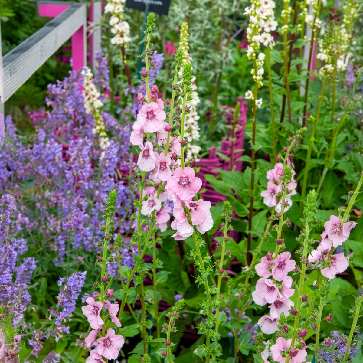 Toorts Pink Domino - Bakker