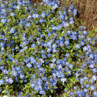 Ereprijs Georgia Blue - Veronica umbrosa Georgia Blue - Bakker