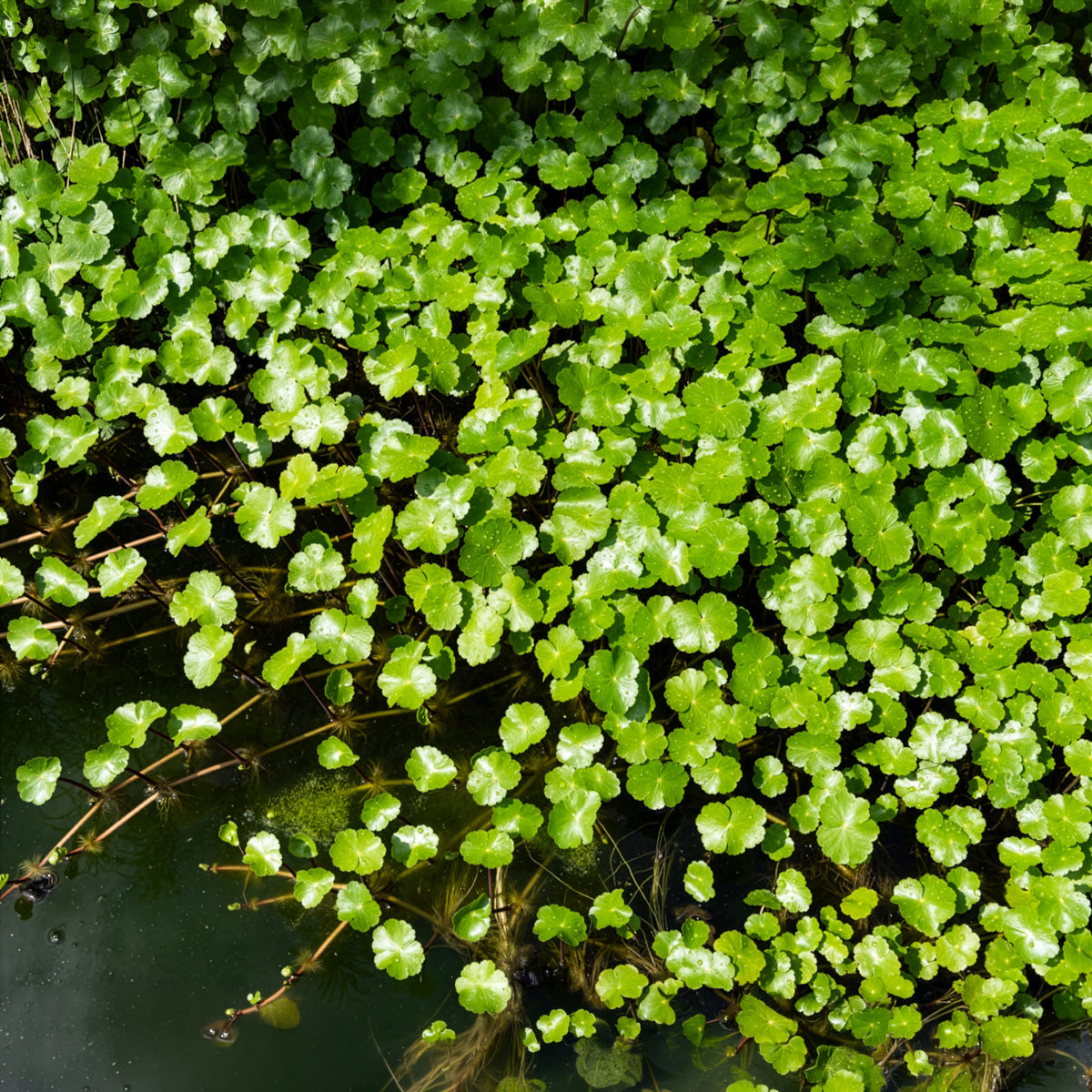 Waternavel - Bakker