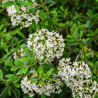 Sneeuwbal Burkwoord - Sneeuwbal (Viburnum) - Bakker