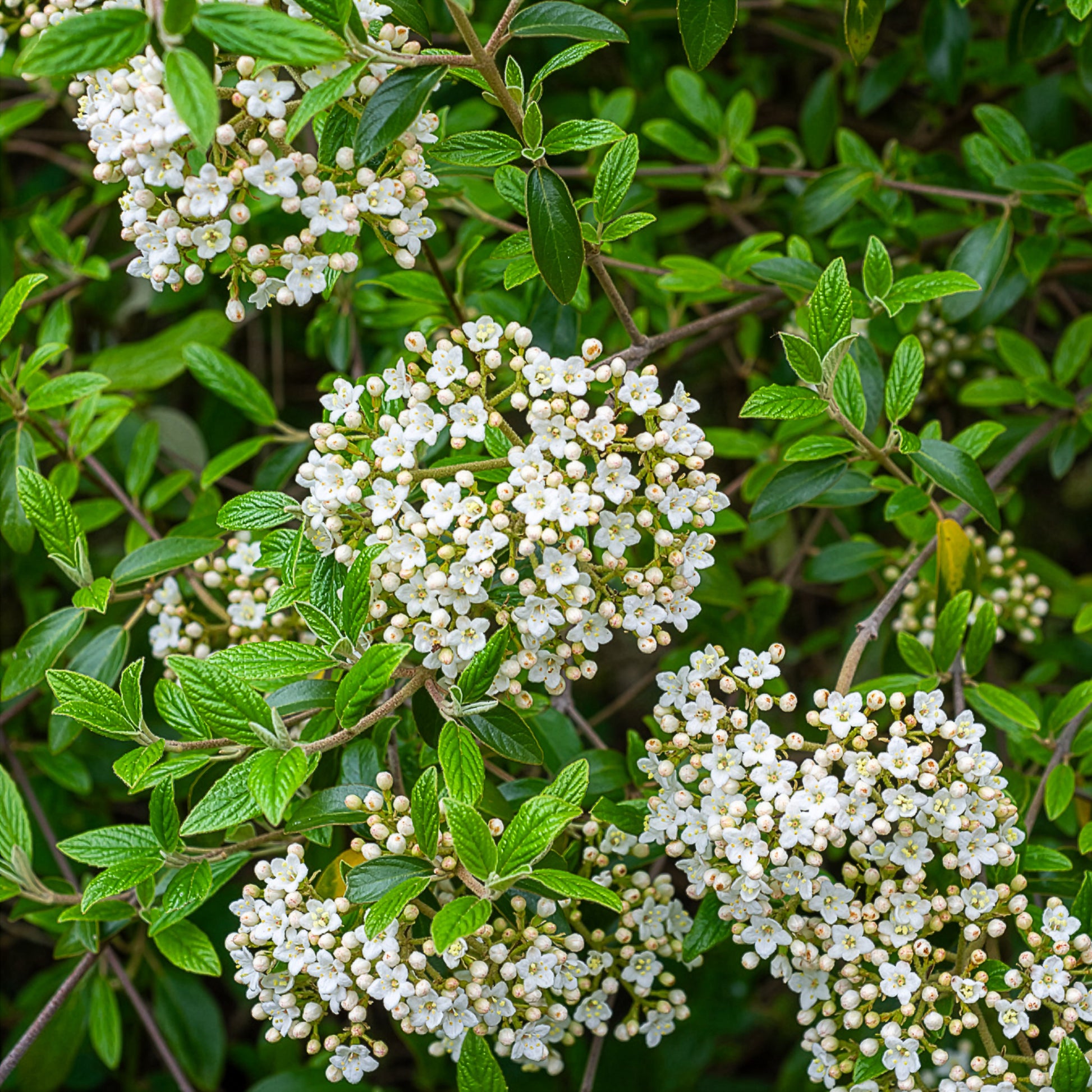 Sneeuwbal Burkwoord - Sneeuwbal (Viburnum) - Bakker
