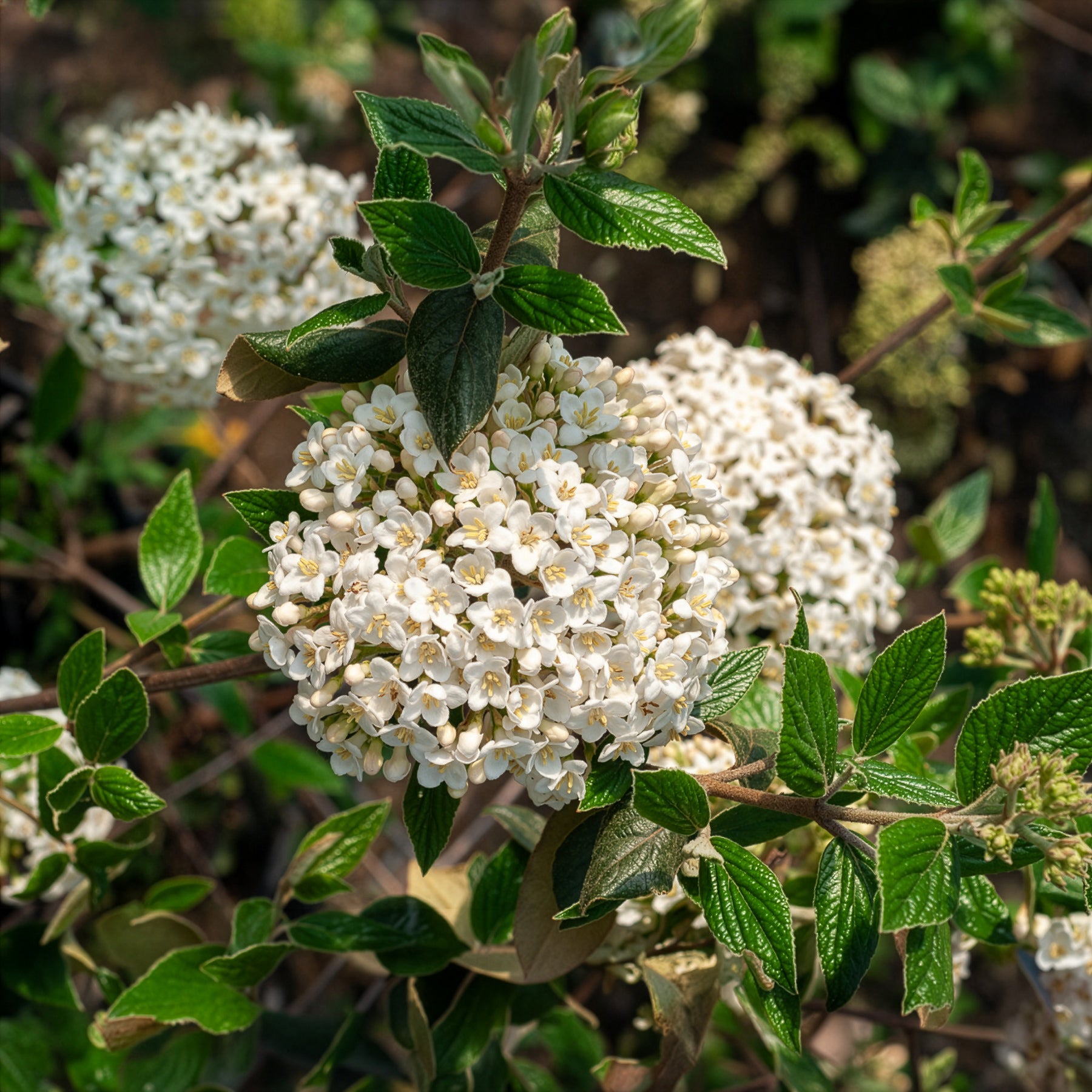 Sneeuwbal (Viburnum) - Sneeuwbal Burkwoord - Viburnum burkwoodii