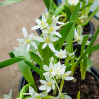 Breedbladige vogelmelk (x20) - Ornithogalum balansae - Bakker