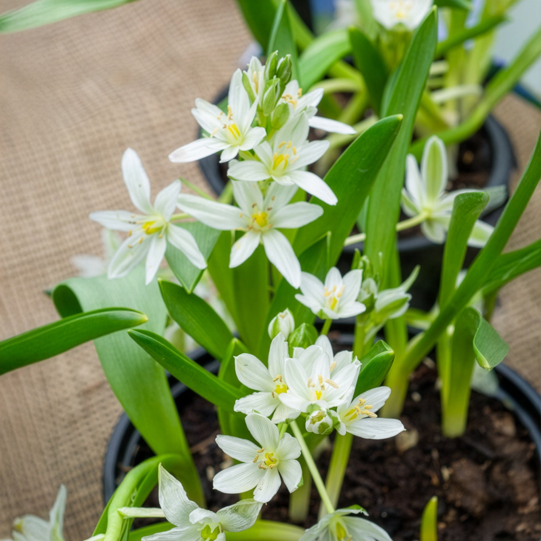 Breedbladige vogelmelk (x20) - Ornithogalum balansae - Bakker