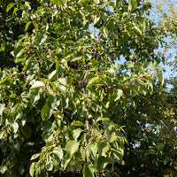 Hartbaldige Els - Alnus cordata - Tuinplanten