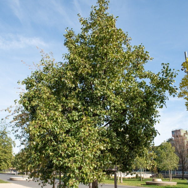 Hartbaldige Els - Alnus cordata - Bomen