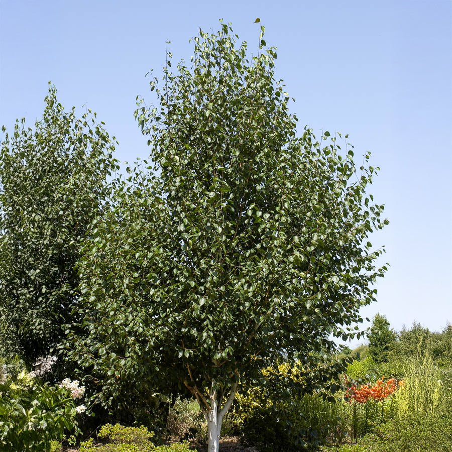 Betula utilis - Himalaya-berk