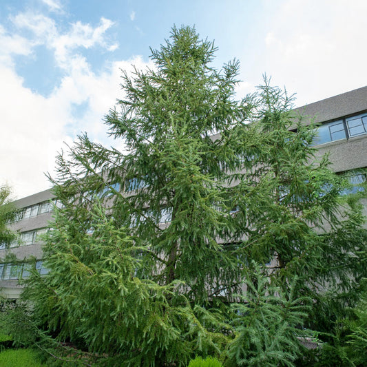 Japanse lariks - Bakker