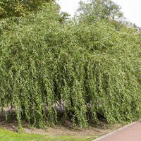Kronkelwilg 'Tortuosa' - Salix babylonica tortuosa - Bakker