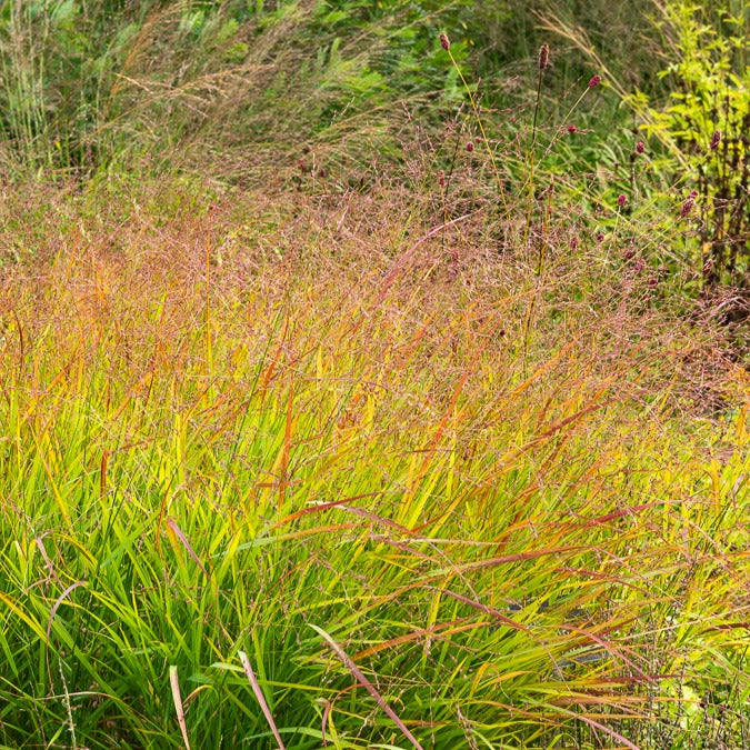 Panicum virgatum Rehbraun - Vingergras 'Rehbraum' - Vingergras