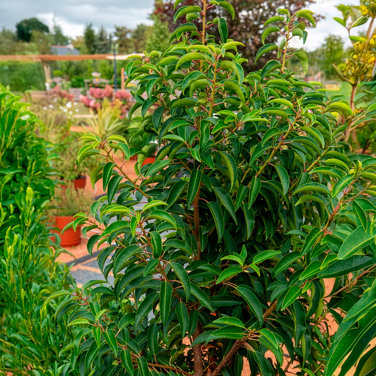Portugese laurier - Laurier - Laurus Nobilis - Bakker