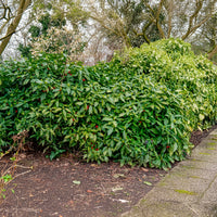 Aucuba japonica variegata - Broodboom - Balkon- en terrasplanten