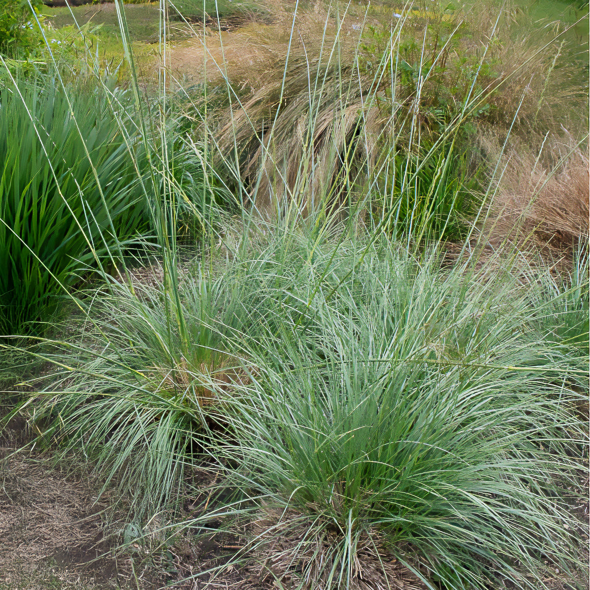 3x grijsgroen zwenkgras - Festuca mairei - Bakker