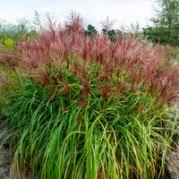 Miscanthus - Chinees riet - Prachtriet 'Malepartus' - Miscanthus sinensis malepartus