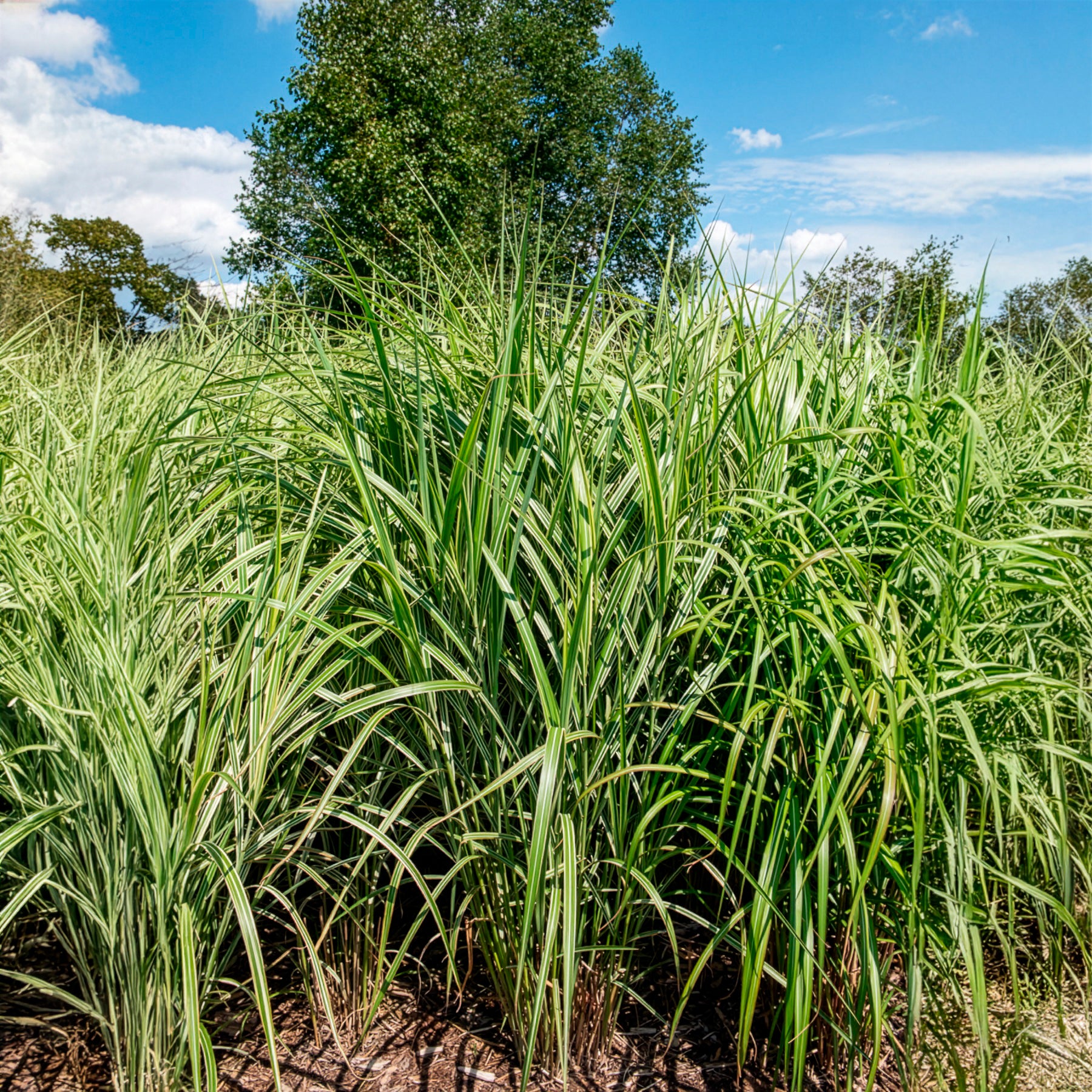 Verkoop Prachtriet 'Malepartus'