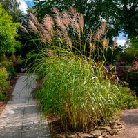 Verkoop Prachtriet Silberfeder - Miscanthus sinensis silberfeder