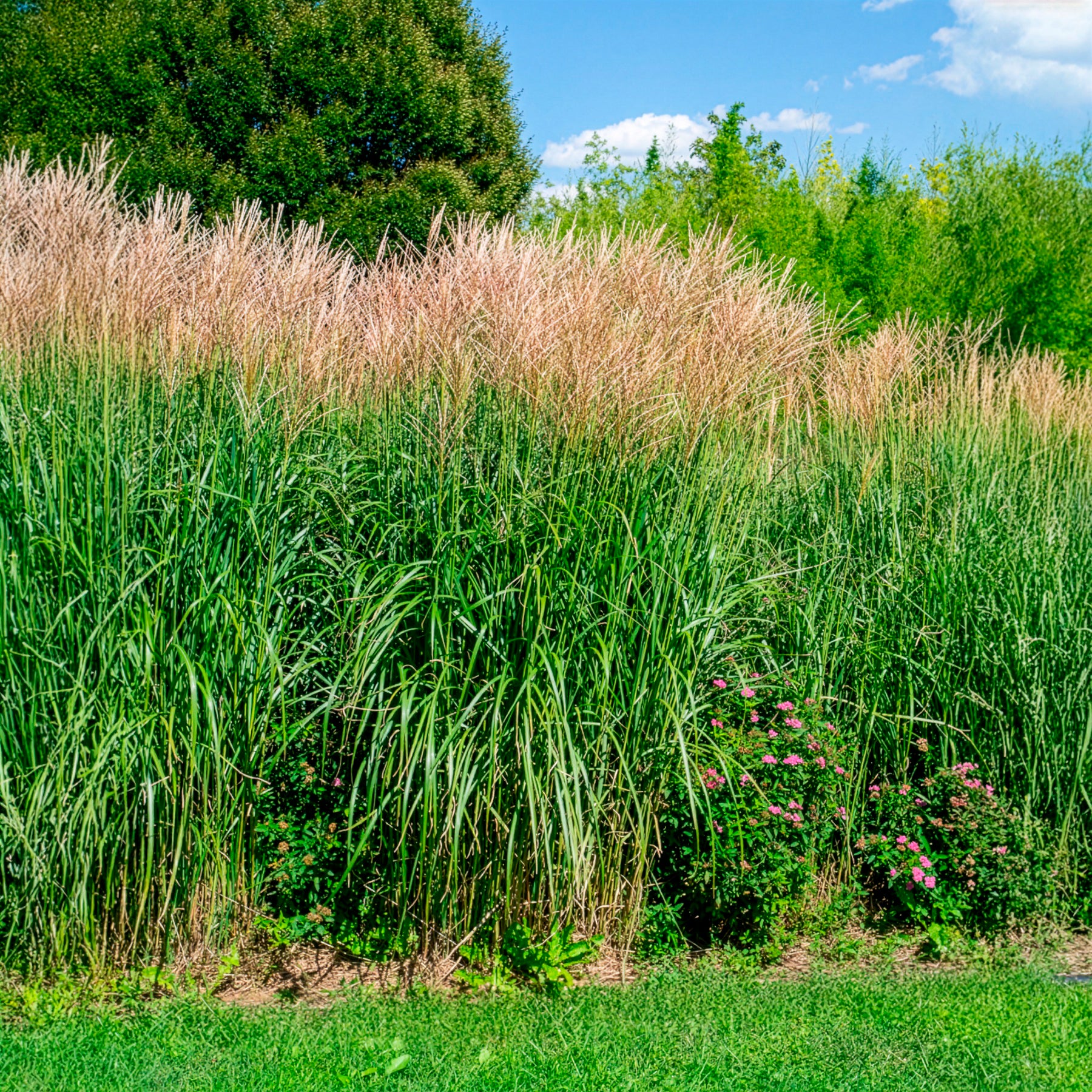 Miscanthus - Chinees riet - Prachtriet Silberfeder - Miscanthus sinensis silberfeder