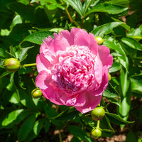 Pioenroos 'Monsieur Jules Elie' - Paeonia lactiflora monsieur jules elie - Bakker