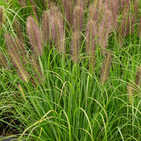 Lampenpoetsersgras 'Japonicum' - Pennisetum alopecuroides japonicum - Bakker