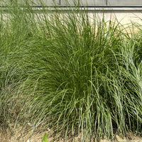 Pennisetum alopecuroides japonicum - Lampenpoetsersgras 'Japonicum' - Pennisetum