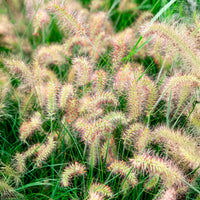 Lampenpoetsersgras 'Little Bunny' - Pennisetum alopecuroides Little Bunny - Bakker