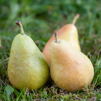 Perenboom 'Dr. Jules Guyot' - Pyrus communis dr. jules guyot - Bakker